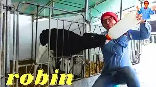 MUCCHE E LATTE CON ROBIN #videoeducativiperbambini #mucche #mungitura #latte #viedeoperbambini
