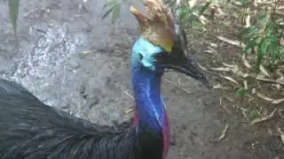 Keeping animals cool at the Nashville Zoo
