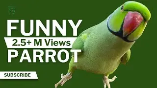 Funny Parrot Talking and Dancing | Funny Pet video | Cute Animals