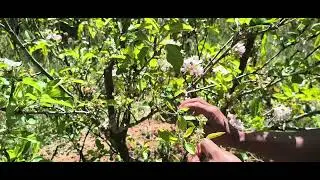 Descuate en floraci&oacute;n, Manzana golden