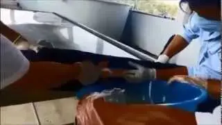 Godaco Pangasius Hatchery Farm