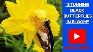 Butterflies grace the garden, resting on vibrant yellow blooms... 🌼🦋🌿