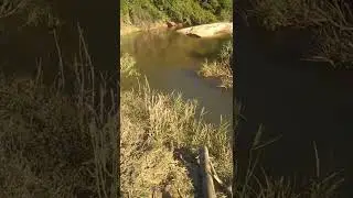 bomba sapo na irriga&ccedil;&atilde;o
