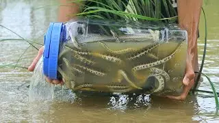 Build Unique Bottle snake Trap | Amazing Boy Catch Water snake With Plastic Bottle