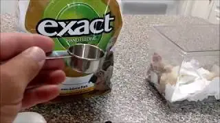 Hand feeding baby cockatiels part 1