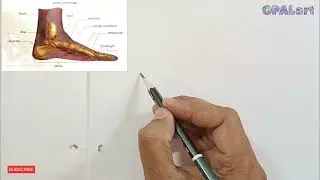 How to draw Human Skeleton (Bones of Foot )