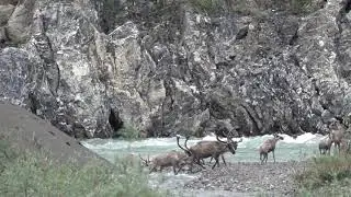 Caribou of Ivvavik National Park