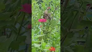 Butterfly Encounters