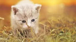 How to Care for a Cat's Paws - Taking Care of Cats
