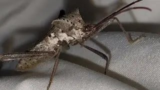 Giant Leaf-Footed Bug!