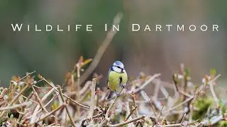 Wildlife in Dartmoor National Park