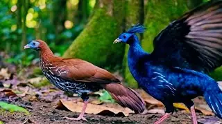 Relaxing Piano Music with Bird Chirping 🐦🌿| Beautiful Nature Sounds for Deep Calm & Peace
