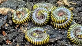 Giant Millipede