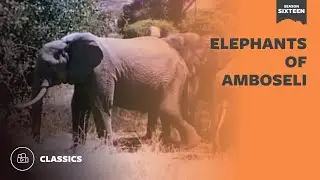 Elephants of Amboseli | Mutual of Omaha's Wild Kingdom