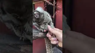 Returning the marmoset babies to mom after a medical check. #shorts