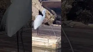 Egret Catches fish at my dock