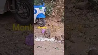 chuda aur biscuit monkey khate hue #shorts  #natkhat #viral #video #shorts #natkhat #gang#trending