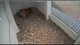 Liszkowo Orange PL - Pusia rolls eggs, sleeps in peace without kestrels - 2024 03 31 07 15