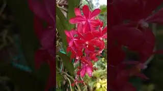 Mokara Orchid Sale |#rareplants #orchid #plants #gardening #plantlover #dendrobium #mokara