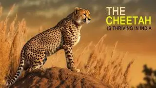 High February 2026 | The Cheetah’s Return: Thriving in India’s Wild | Brainfeed  TV