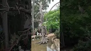 Aqua Birds In Mumbai Zoo #shorts #birds #zoo #mumbai #mumbaizoo