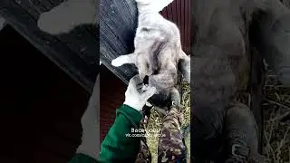 Тренирую Муру