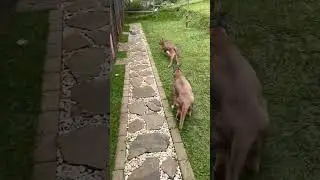 Two Caracals Chasing a Bird