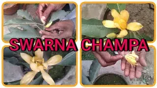 HOW TO GROW SWARNA CHAMPA FLOWER PLANT IN A POT.