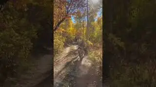 Floating through time with a Siberian husky
