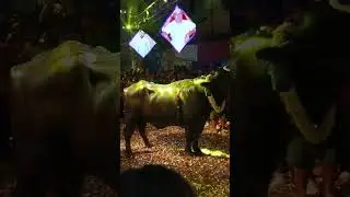 Sadar Sammelan 2025 Madhapur Hyderabad | Full Crowd & Buffalo Parade Vibes! 🐃📝 #SadarSammelan2025