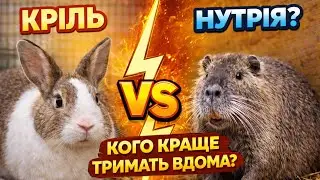 Кріль чи нутрія? Кого краще тримать вдома на мʼясо?