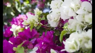Cuidados de la buganvilla - Jardinería