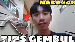 TIPS GEMBULIN SUGAR GLIDER DI 2025 (BIAR IMUT!!)