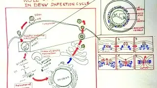 Dengue virus and dengue pathophysiology (Part 2)
