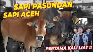 PART 5 | PERTAMA KALI KETEMU SAPI ACEH DAN SAPI PASUNDAN !!!
