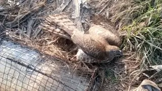 How To Catch Shikra With Ballchatry Amazing Trap Juvinle