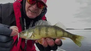 Fishing Complete Lil Fry Fall Perch