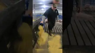 Feeding Pigs The Right away