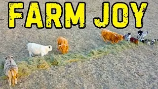 The Cows and Goats Reaction to a Fresh Bale of Hay