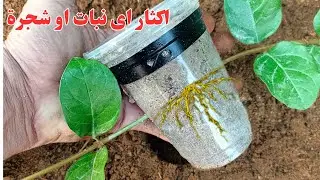 لا تشترى اشجار ولا ازهار 🛑 من نبات واحد عندك سوف تمتلك حديقة كاملة بدون ولا قرش❤
