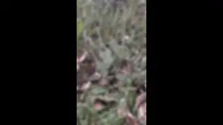 0117.mp4