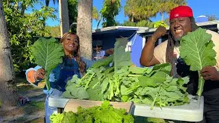 It&rsquo;s harvest time!! Mustard and Collard Greens