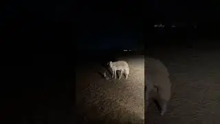 Sheep Giving Birth At Night #Shorts