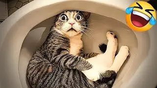 You Laugh You Lose 😺 Funniest Cats and Dogs 2026😁 Part 7