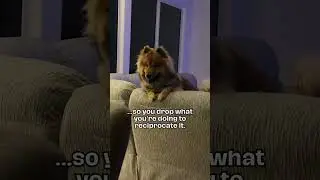 This is (puppy) love #eurasier #dog #shorts