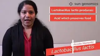 Microbe Moments: Lactobacillus lactis | Sun Genomics
