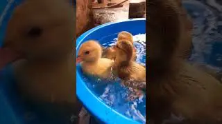 милая утка на счастье #утка #утятаpro #милый #животные #уткамультик #птицы #смешной #питомцы