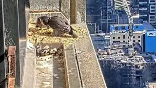 #falcon CAM3#01 mother birds brings food to feed her chicks in the nest, Falcon babies feeding