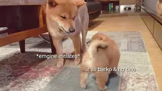 AMGERY daddo - the return Ep14 / Shiba Inu puppies (with captions)
