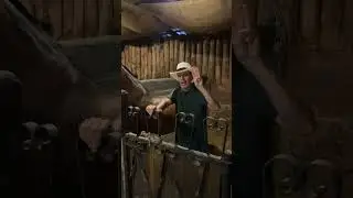Como suplementar yegua pre&ntilde;ada